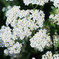 1000 WHITE YARROW Achillea Millefolium Flower Seeds