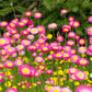 100 MIXED DOUBLE ACROCLINIUM Paper Daisy Helipterum Roseum Rhodanthe Flower Seeds