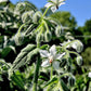 50 WHITE BORAGE Borago Officinalis Bianca Herb Flower Seeds