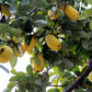 20 Chinese QUINCE FRUIT TREE Chaenomeles Sinensis Pseudocydonia Fruit Flower Seeds Thornless