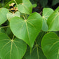 10 PORTIA TREE Yellow Pink Purple Flowers Change Color Pacific Rosewood Tulip Thespesia Populnea Seeds