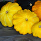 10 Golden YELLOW Bush SCALLOP SQUASH (Patty Pan / Paty Pan / Squanter Squash) Summer Cucurbita Pepo Vegetable Seeds