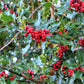 40 AMERICAN HOLLY Ilex Opaca Tree Shrub Evergreen Red Berry Seeds - aka White Holly, Prickly Holly, Christmas Holly, Yule Holly