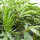 150 EMERALD GREEN Velvet OKRA Spineless Abelmoschus Esculentus Vegetable Seeds