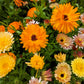 500 Mixed Colors FANCY MIX Pot MARIGOLD Calendula Officinalis Flower Seeds