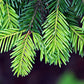 20 DOUGLAS FIR Tree Abies Pseudotsuga Menziesii Christmas Tree Blue Douglas Pine Spruce Native Evergreen Seeds