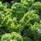 2500 VATES Blue CURLED KALE / Dwarf Blue Curled Scotch Kale Brassica Oleracea Vegetable Seeds