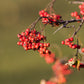 50 WASHINGTON HAWTHORN Crataegus Phaenopyrum Mayflower Shrub Tree Edible Fruit & White Flowers Seeds