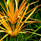 50 UMBRELLA PLANT CYPERUS Alternifolius Papyrus Grass Umbrella Palm Flower Seeds