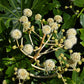 10 JAPANESE FATSI Shrub Flower Paperplant Fatsia Aralia Japonica Seeds