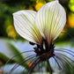 5 WHITE BAT FLOWER Tacca Integrifolia Nivea Bat Head Lily Flower Seeds