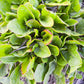 200 LARGE LEAF SORREL (Garden Sorrel / Spinach Dock / Redshank) Rumex Acetosa Vegetable Seeds