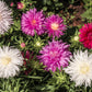 50 Mixed OSTRICH PLUME ASTER Feather Spider Callistephus Chinensis Flower Seeds