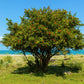 25 POMEGRANATE TREE Punica Granatum Red Fruit Seeds