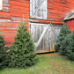 20 FRASER FIR Tree Abies Fraseri Christmas Tree Southern Balsam Fir Native Evergreen Seeds