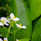 500 White Broadleaf ARROWHEAD Sagittaria Latifolia POND WETLAND Flower Seeds