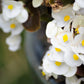 25 WAX MIXED BEGONIA Semperflorens Fibrous Mixed Colors Red Pink White Two Tone Shade Flower Seeds