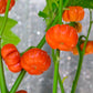 25 TURKISH ORANGE EGGPLANT Scarlet Solanum Aethiopicum Fruit Vegetable Seeds