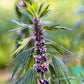 50 MOTHERWORT (Lions Tail / Heartwort) Leonurus Cardiaca Herb Flower Seeds