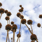 25 KLIP DAGGA (Lions Ear / Lions Tail / Wild Klip Dagga) Leonotis Nepetifolia Flower Seeds