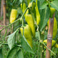 200 HEIRLOOM BANANA Pepper Sweet Yellow Hungarian Capsicum Annuum Vegetable Seed
