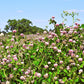 1500 ALSIKE CLOVER Trifolium Hybridum Pink & White Flower Legume Seeds