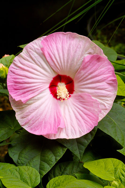 10 Luna PINK SWIRL Hardy HIBISCUS Moscheutos Flower Seeds