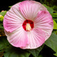 25 MIXED LUNA HIBISCUS Moscheutos Hardy Mixed Colors - Red, Hot Pink, Pink & White Swirl, and White Flower Seeds
