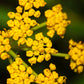150 GOLDEN ALEXANDER (Golden Zizia / Meadow Zizia) Zizia Aurea Flower Seeds