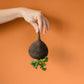 300 BLACK SPANISH ROUND Hot Spicy European Raphanus Sativus Root Vegetable Seeds