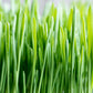 100 Common BARLEY Hordeum Vulgare Grain Grass Cover Crop Beer Seeds