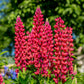75 Mixed Colors RUSSELL LUPINE (Streamside, Bigleaf, Garden, or Washington Lupine) Lupinus Polyphyllus Flower Seeds
