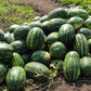 20 CAL SWEET Supreme WATERMELON Red Citrullus Lanatus 30 lb Melon Fruit Seeds