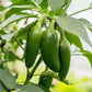 400 EARLY JALAPENO PEPPER Green Medium Hot Capsicum Annuum Mexican Chili Vegetable Seeds