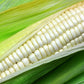 100 Truckers Favorite WHITE SWEET CORN Zea Mays Vegetable Seeds