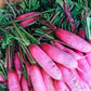 100 CHINA ROSE RADISH (Chinese Winter Radish) Raphanus Sativus Vegetable Seeds