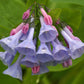 25 VIRGINIA BLUEBELLS True Blue & Pink Mertensia Virginica Flower Seeds