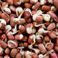 50 ADZUKI BEAN Aduki Red Bean Maroon Phaseolus Angularis Legume Vegetable Seeds