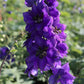 50 BLACK KNIGHT DELPHINIUM Elatum Cultorum Pacific Giant Larkspur Perennial Flower Seeds