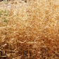 200 TUFTED HAIRGRASS Tussock Grass Deschampsia Cespitosa Moist Ornamental Native Seeds