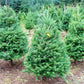 20 DOUGLAS FIR Tree Abies Pseudotsuga Menziesii Christmas Tree Blue Douglas Pine Spruce Native Evergreen Seeds