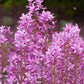 10 GAS PLANT MIX Dictamnus Albus Mixed Colors White Red Pink Lilac Flower Seeds