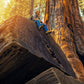 40 GIANT SEQUOIA Sequoiadendron Giganteum Sierra Redwood Tree Seeds