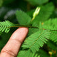 100 MIMOSA Pudica / SENSITIVE PLANT / Touch Me Not Flower Seeds