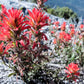 50 Red INDIAN PAINTBRUSH Castilleja Indivisa Flower Seeds