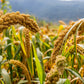 100 FOXTAIL MILLET Setaria Italica Ornamental Grass Flower Seeds