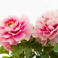 10 TREE PEONY Mountain Paeony Paeonia Suffruticosa Arborea Mixed Colors Red Pink White Purple Yellow Bicolor Flower Shrub Seeds