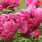 10 TREE PEONY Mountain Paeony Paeonia Suffruticosa Arborea Mixed Colors Red Pink White Purple Yellow Bicolor Flower Shrub Seeds
