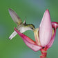 5 DWARF PINK BANANA Velvet Musa Velutina Flowering Fruit Tree Seeds