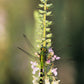 100 CANADIAN GERMANDER American Wood Sage Teucrium Canadense Herb Flower Seeds